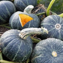 Тыква Оранжерейка F1 мускатная