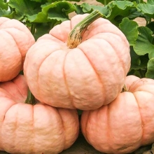 Тыква Розовая Фея