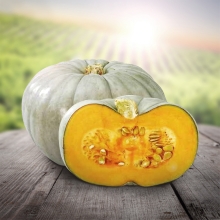 Тыква Сампсон F1 (Энза Заден)