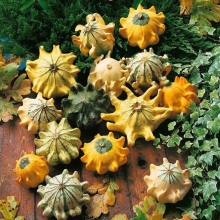 Тыква Шахрезада Звёзды декоративная