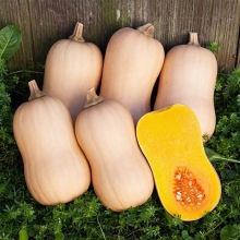 Тыква Тиана F1 (Enza Zaden)
