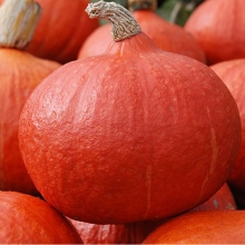 Тыква Учики Кури