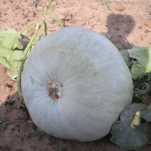 Тыква Волжская серая 92