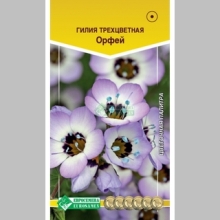 Гилия Орфей (трехцветная)
