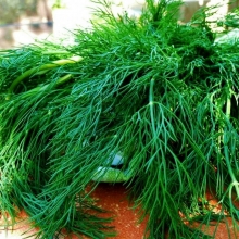 Укроп Без зонта