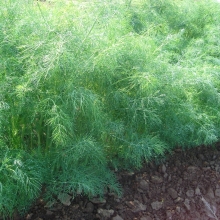 Укроп Голдкрон