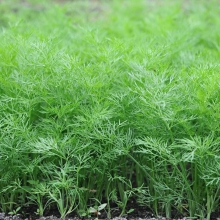 Укроп Кибрай