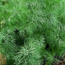 Укроп Спаржевый букет