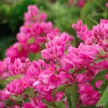 Антигонон Лиана любви