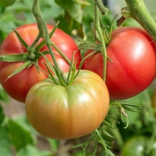 Томат Валдайский ранний