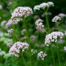 Валериана Доктор Сердечный
