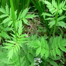 Валериана Ульяна