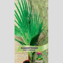Вашингтония нитчатая