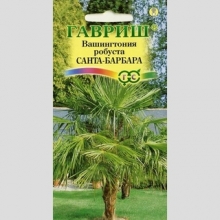 Вашингтония Санта-Барбара (робуста)