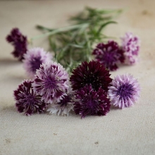 Василек Классик Мэджик