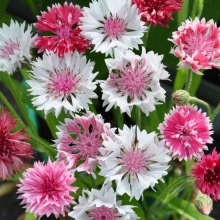 Василек Классик Романтик