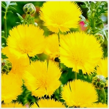 Василек Желтый (мускусный)