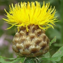 Василек Золотисто-желтый