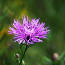 Василек Признание (луговой)