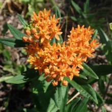 Ваточник Тубероза (ластовень)