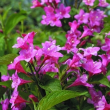 Вейгела Розовые колокола ранняя (большой пакет)