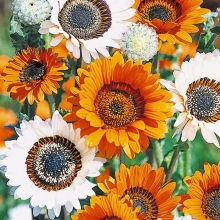 Венидиум Игра света смесь