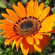 Венидиум Солнечный