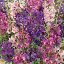 Вербаскум Гирлянда смесь