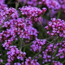 Вербена Финесс Апекс бонарская