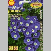 Вербена Диона