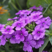 Вербена Канадская многолетняя (большой пакет)