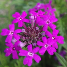 Вербена Рози Виолет канадская