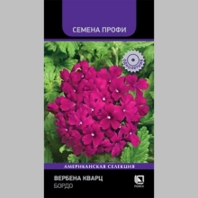 Вербена Кварц F1 Бордо