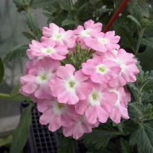 Вербена Эйрена