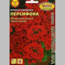 Вербена Персифона