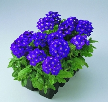 Вербена Кварц F1 Блю (Семена Профи)