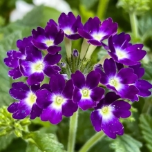 Вербена Диона