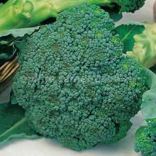 Капуста Голубое веретено