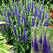 Вероника Голубая (колосковая) колосистая