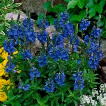 Вероника Королевская