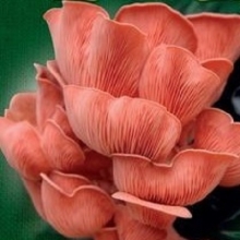 Грибы - Вешенка Розовая на древесной палочке 12шт (большой пакет)