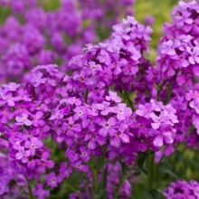 Вечерница Матроны Малиновая