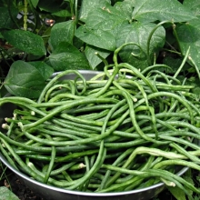 Вигна Попай