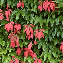 Девичий виноград Дон Жуан