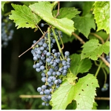 Виноград Прибрежный (большой пакет)