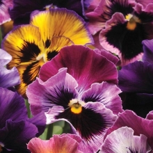 Виола Чалон Суприм F1 смесь