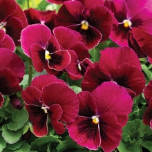 Виола Долина роз