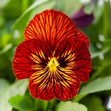 Фиалка Глаза тигра F1 Красные (рогатая)