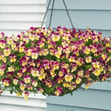 Виола Кул Вейв Клубничный вихрь F1