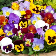 Анютины глазки Смесь сортов (Виола)